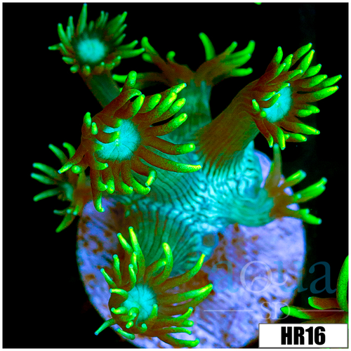 Neon Star Goni