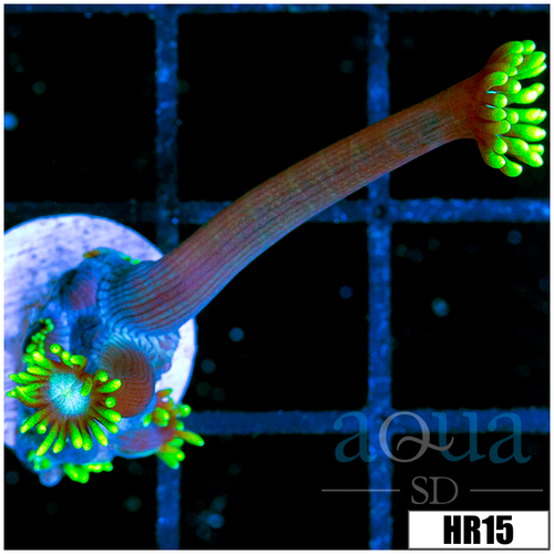 Neon Star Goni