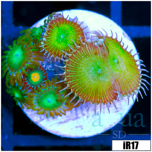 ASD Combo Zoanthids