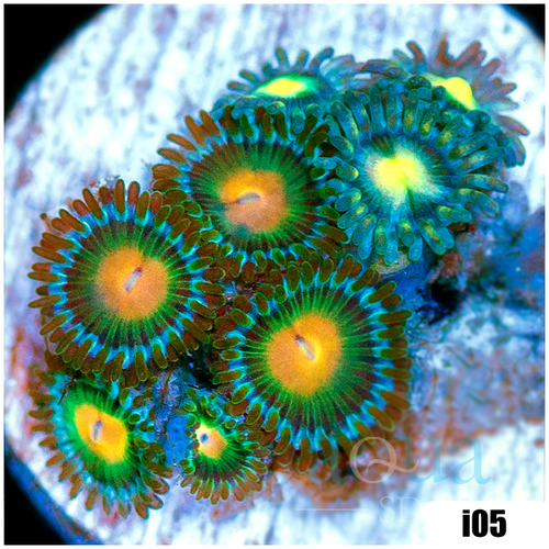 ASD Combo Zoanthids