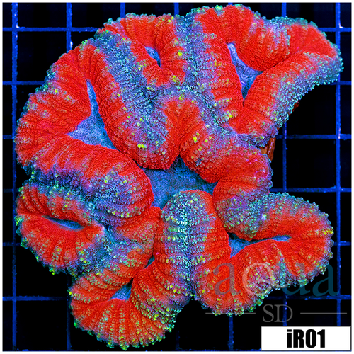 Superman Lobophyllia