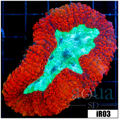 Shark Week Lobophyllia