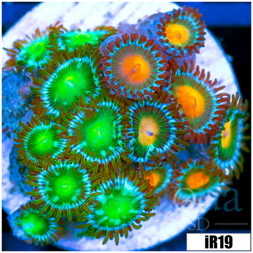 ASD Combo Zoanthids