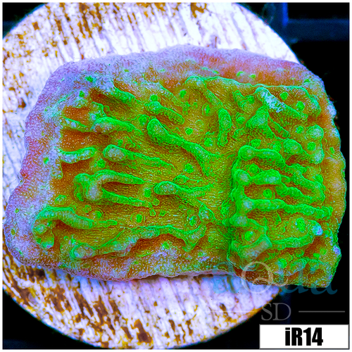 JF Cold Fusion Montipora