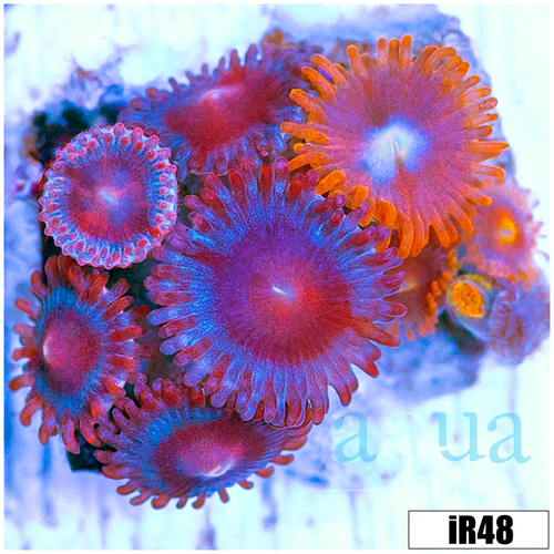 ASD Combo Zoanthids