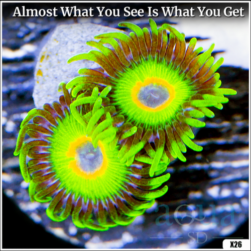 ASD Rasta Zoanthids