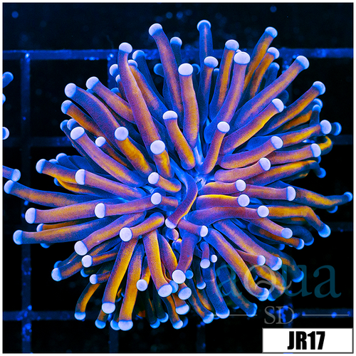 ASD 24k Torch
