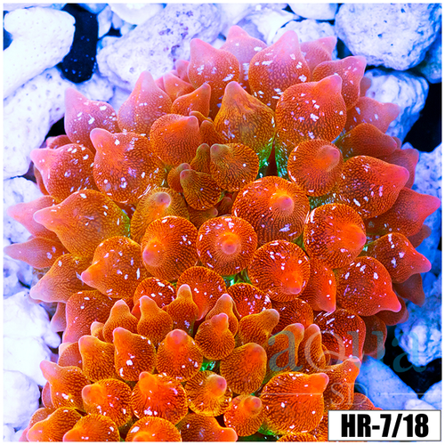 ASD Rainbow Bubble Tip Anemone