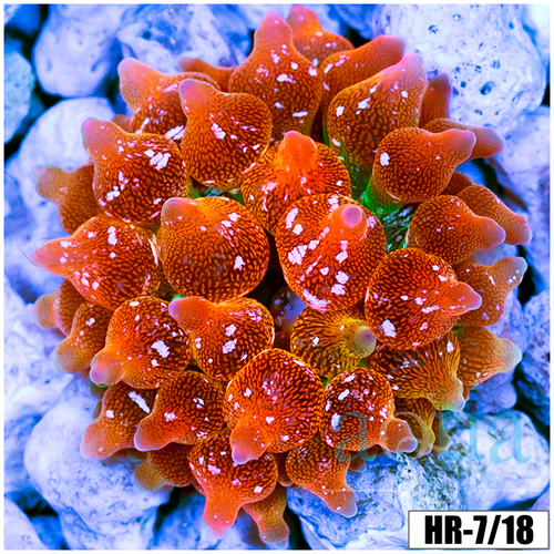 ASD Rainbow Bubble Tip Anemone