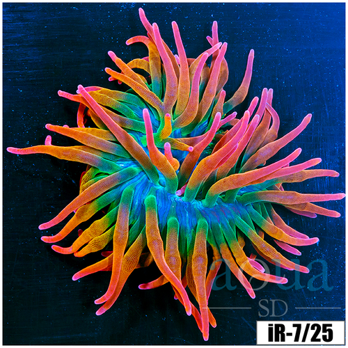 Large Homegrown Rainbow Bubble Tip Anemone