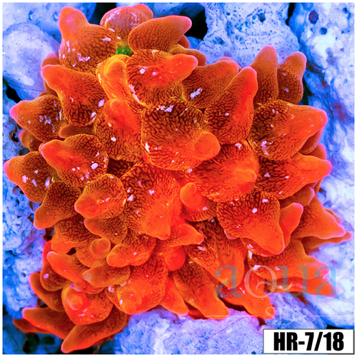 ASD Rainbow Bubble Tip Anemone