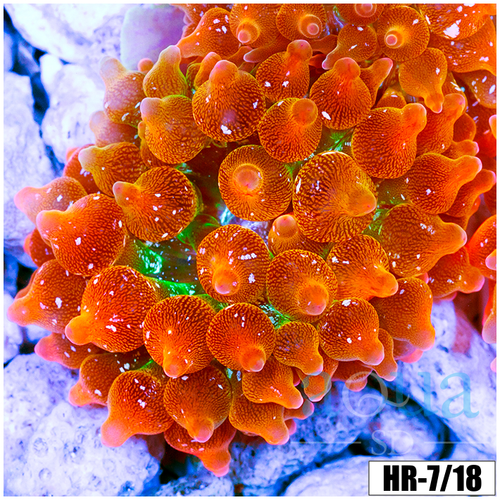 ASD Rainbow Bubble Tip Anemone