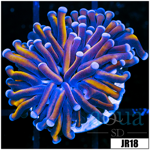 ASD 24k Torch