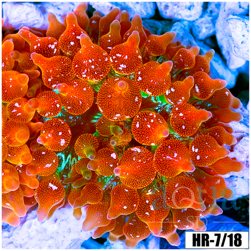 ASD Rainbow Bubble Tip Anemone
