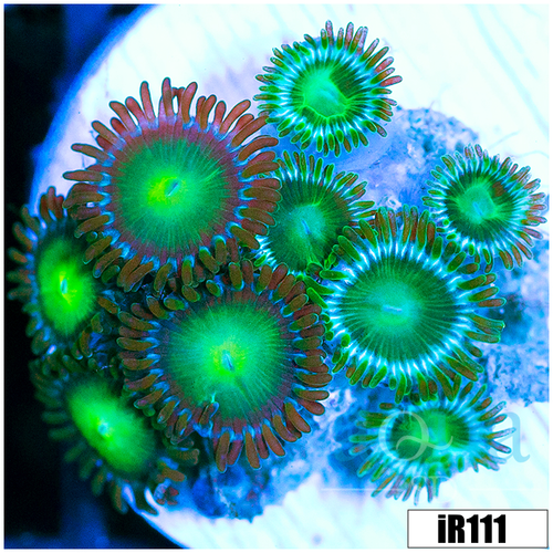 Dragon Eyes Zoanthids