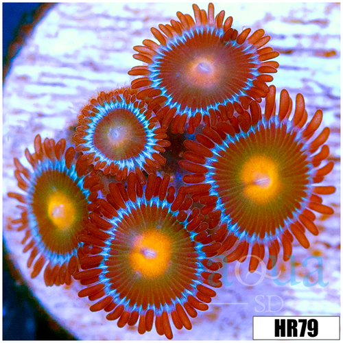 Gator Eyes Zoas