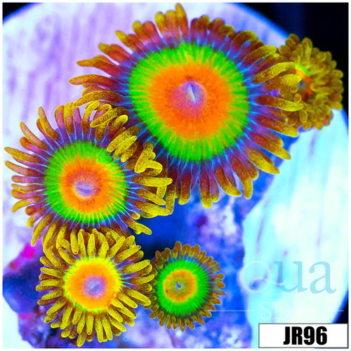ASD Rasta Zoanthids