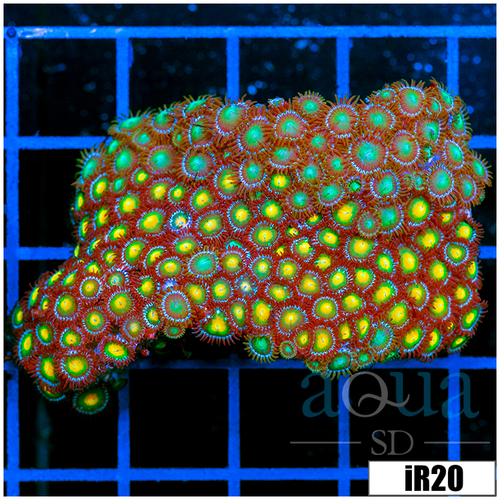 Combo Zoanthids Chunk