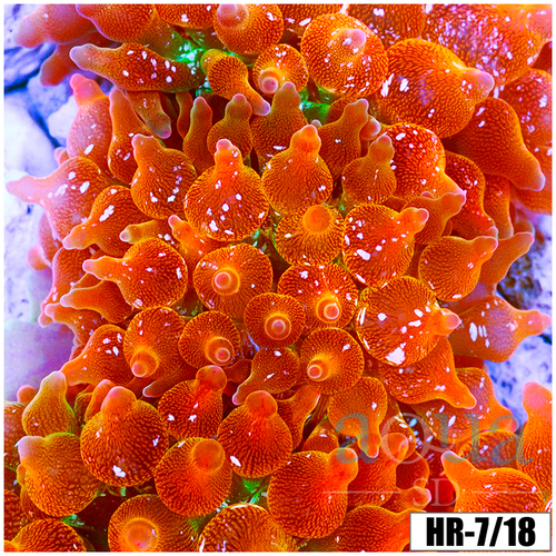 ASD Rainbow Bubble Tip Anemone