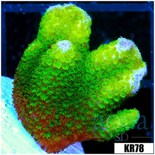 Green Montipora Digitata
