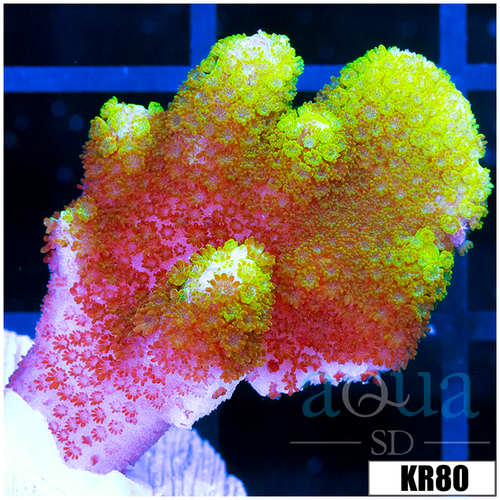 Green Montipora Digitata