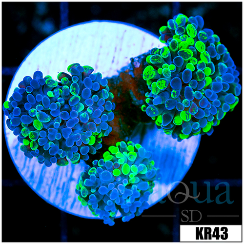 Homegrown Splatter Hammer