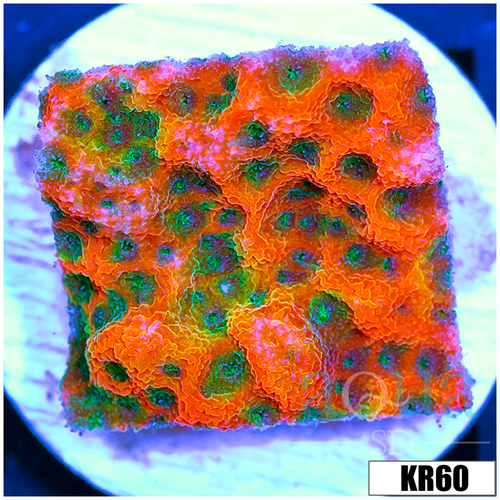 ASD Spicy Pumpkin Monti
