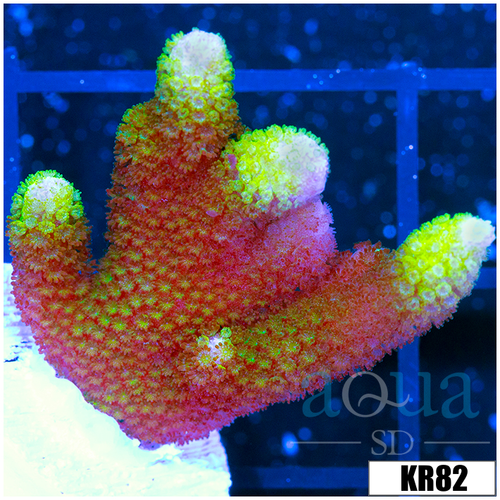 Green Montipora Digitata