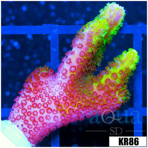 Green Montipora Digitata