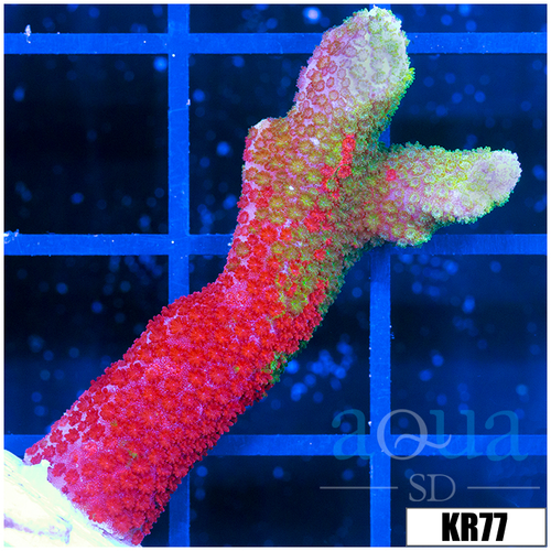 Contraband Grafted Digitata