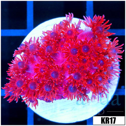 ASD Red Goniopora