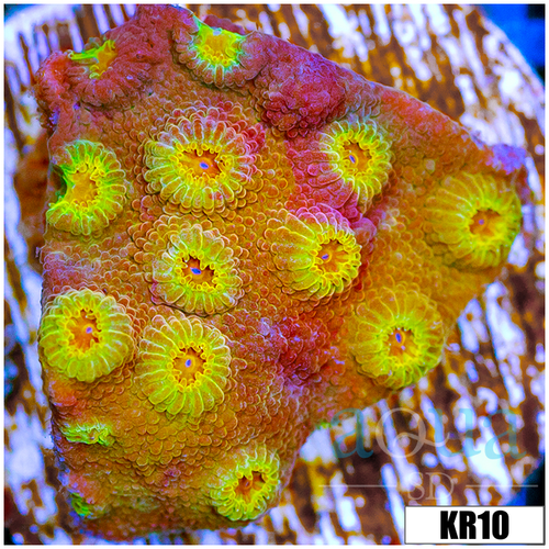Golden Cyphastrea