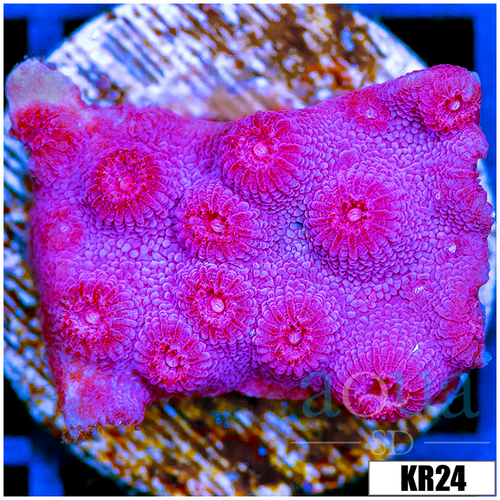Grape Cyphastrea