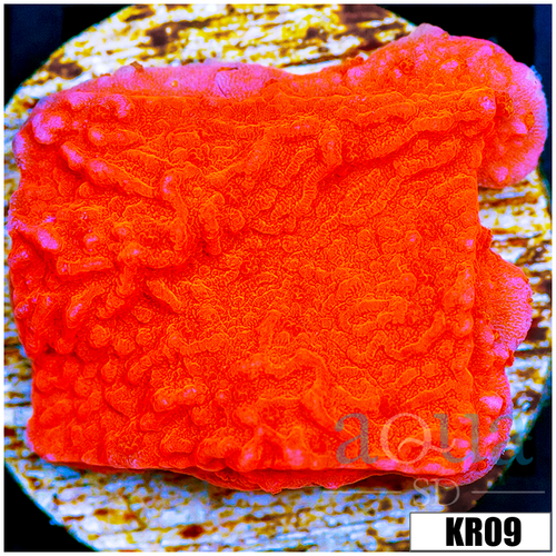 Orange Plating Montipora
