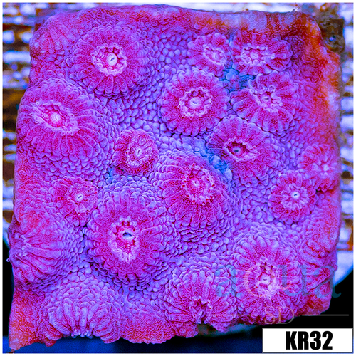 Grape Cyphastrea