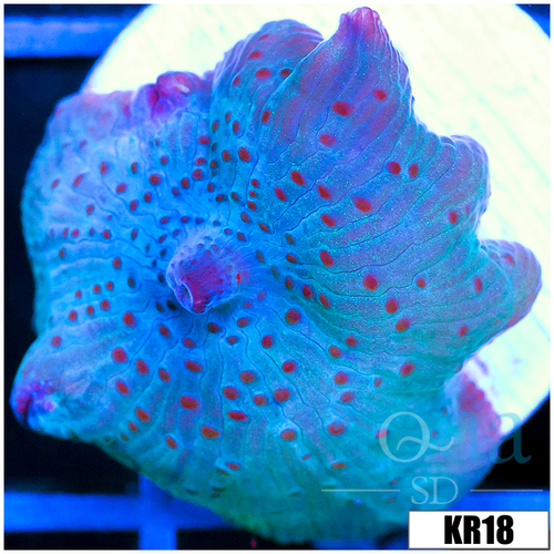 Spotted Discosoma Mushroom
