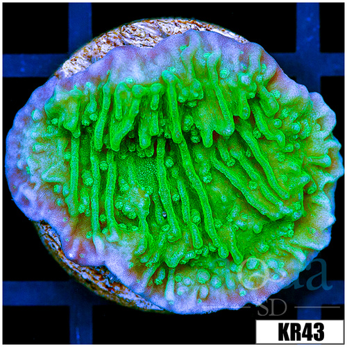 Nuclear Montipora