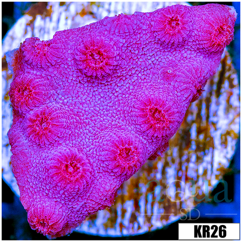 Grape Cyphastrea