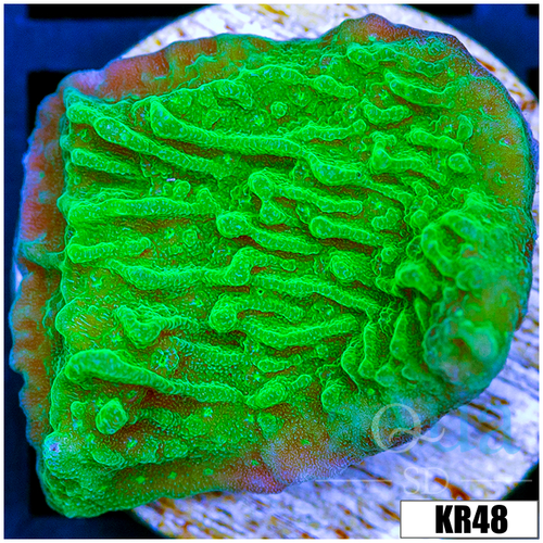 Nuclear Montipora