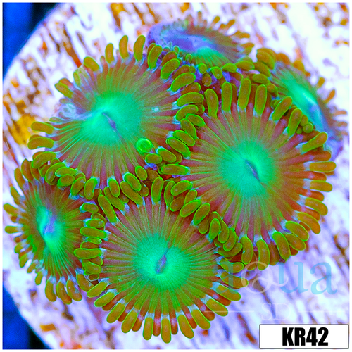 Dragon Eyes Zoanthids