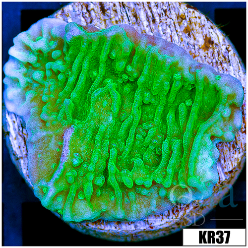Nuclear Montipora