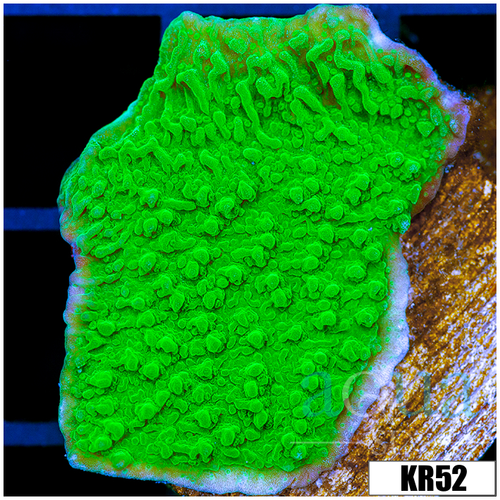 Nuclear Montipora