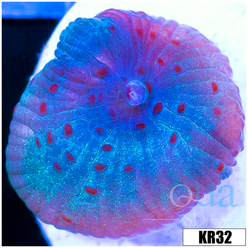 Spotted Discosoma Mushroom