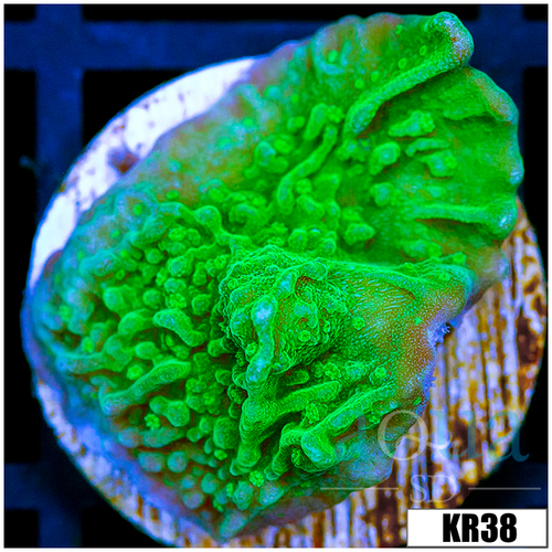 Nuclear Montipora