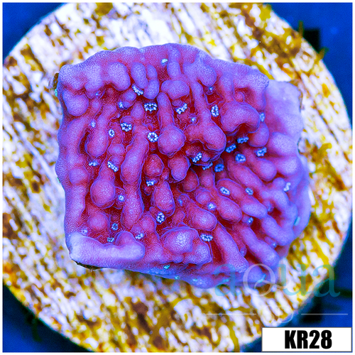 Purple Haze Montipora