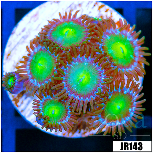 Dragon Eyes Zoanthids