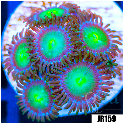 Dragon Eyes Zoanthids