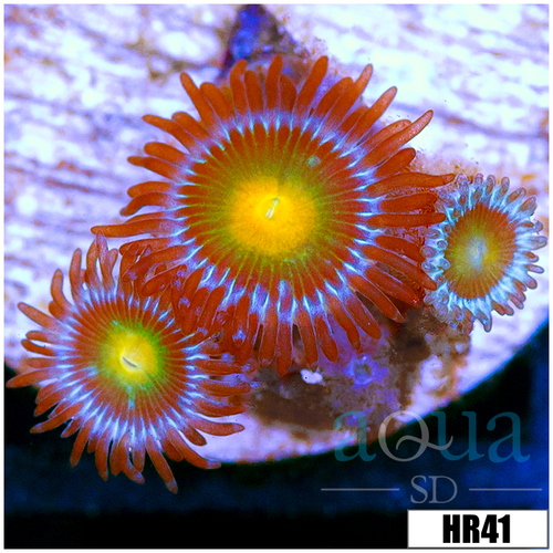 ASD Gator Eyes Zoas