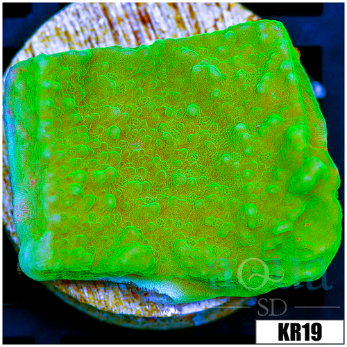 Nuclear Montipora