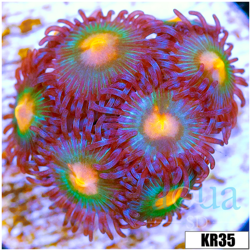 Gator Eyes Zoanthids